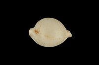 藏品(綉珠寶螺)的圖片